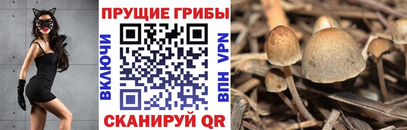 где можно купить наркотик  Керчь  Псилоцибиновые грибы MAGIC MUSHROOMS 
